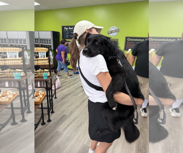 Medium Photo #3 Labrador Retriever-Unknown Mix Puppy For Sale in The Woodlands, TX, USA