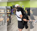 Small #2 Labrador Retriever Mix