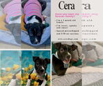 Small #5 American Pit Bull Terrier-Labrador Retriever Mix