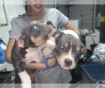 Small Photo #8 American Bully Puppy For Sale in ADELPHI, MD, USA