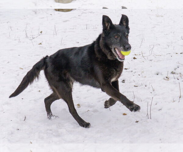 Medium Photo #11 Shepradors Puppy For Sale in Princeton, MN, USA