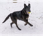 Small Photo #11 Shepradors Puppy For Sale in Princeton, MN, USA