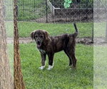 Small #1 Labrador Retriever Mix