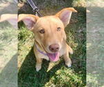 Small #1 Labrador Retriever Mix