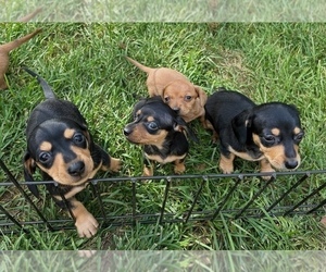 Dachshund Puppy for Sale in CHIPPEWA FALLS, Wisconsin USA