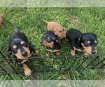 Image preview for Ad Listing. Nickname: Litter of 5