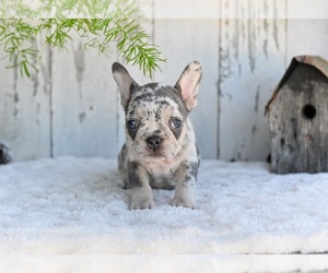 French Bulldog Puppy for sale in MILLERSBURG, OH, USA