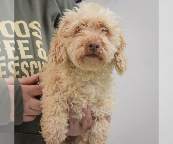 Medium Photo #4 Mutt Puppy For Sale in Huntley, IL, USA