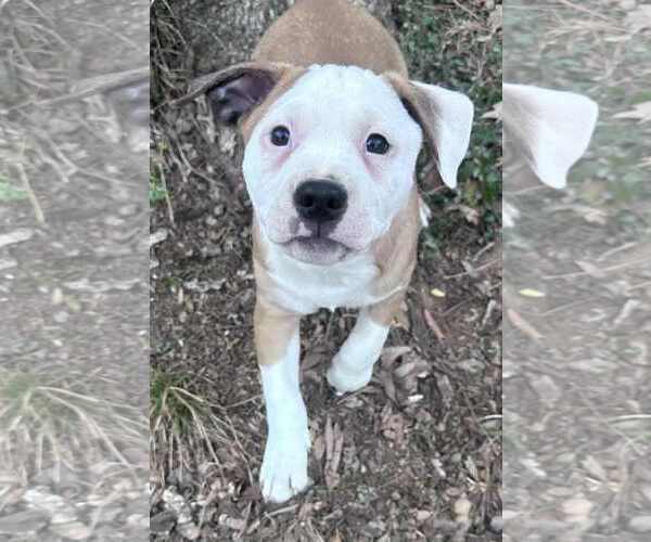 Medium Photo #2 American Staffordshire Terrier-Catahoula Leopard Dog Mix Puppy For Sale in Holly Springs, NC, USA