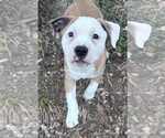 Small #1 American Staffordshire Terrier-Catahoula Leopard Dog Mix