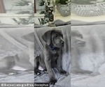 Small #2 Cane Corso