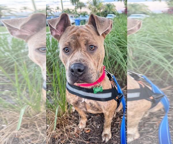 Medium Photo #4 Staffordshire Bull Terrier Puppy For Sale in Pompano Beach , FL, USA