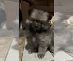 Puppy Puppy 1 Oso Pomeranian
