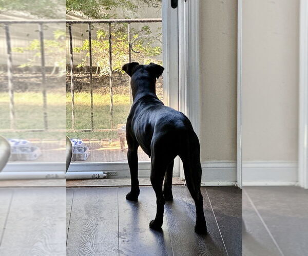 Medium Photo #10 Labrador Retriever-Unknown Mix Puppy For Sale in Brewster, NY, USA