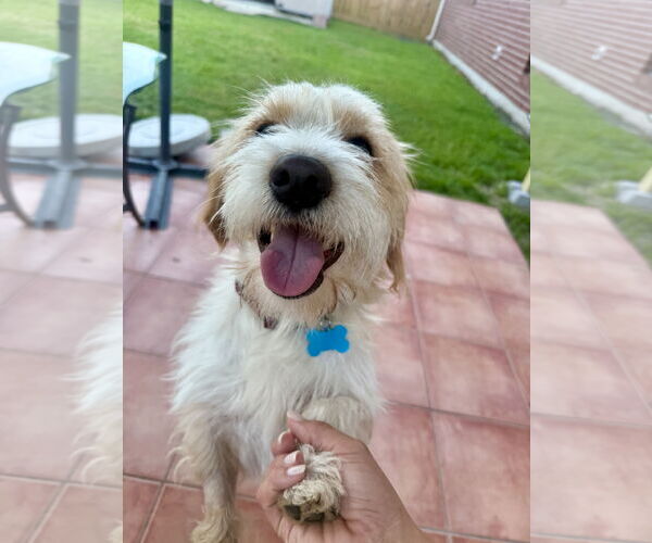 Medium Photo #3 Mutt Puppy For Sale in Rosenberg, TX, USA