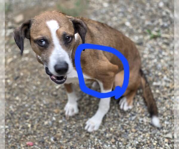 Medium Photo #3 Bogle Puppy For Sale in Woodsfield, OH, USA