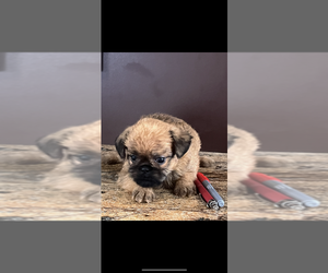 Brussels Griffon Puppy for sale in NILES, MI, USA