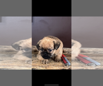 Image preview for Ad Listing. Nickname: AKC Sammie