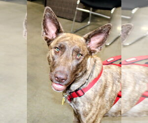 Doberman Pinscher-Unknown Mix Dogs for adoption in Cottage Grove, MN, USA