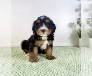 Bernedoodle (Miniature) Puppy for sale in GREENFIELD, IN, USA