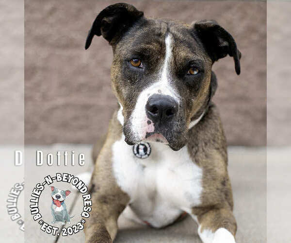 Medium Photo #14 American Pit Bull Terrier-Bulldog Mix Puppy For Sale in Omaha, NE, USA