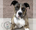 Small #13 American Pit Bull Terrier-Bulldog Mix