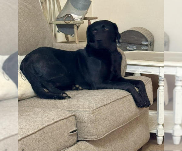 Medium Photo #6 Mutt Puppy For Sale in Wakefield, RI, USA