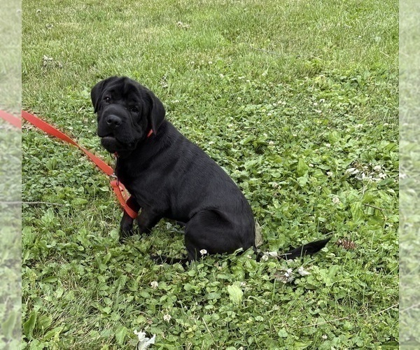 Medium Photo #3 Cocker-Pei Puppy For Sale in MIDDLEBURY, IN, USA