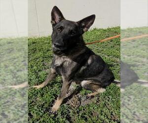 WESLEY - Male German Shepherd Dog Dog for Adoption