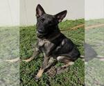 WESLEY - Male German Shepherd Dog Dog for Adoption - Small photo