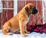 Small Photo #51 Mastiff Puppy For Sale in WAKARUSA, IN, USA