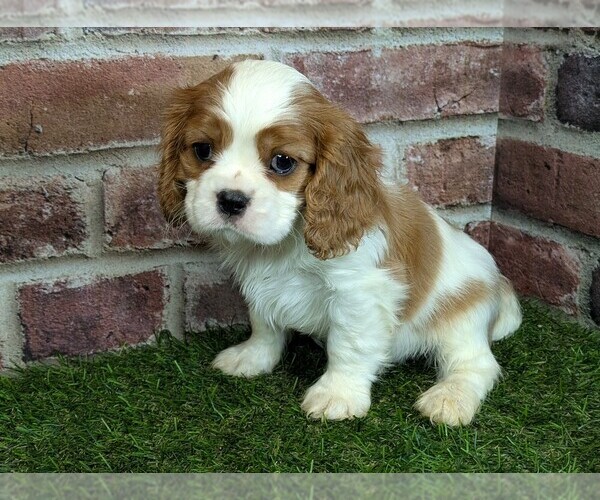 Medium Photo #12 Cavalier King Charles Spaniel Puppy For Sale in MOBERLY, MO, USA
