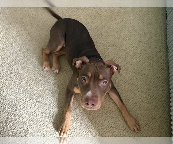 Medium Photo #1 Mutt Puppy For Sale in Springdale, PA, USA