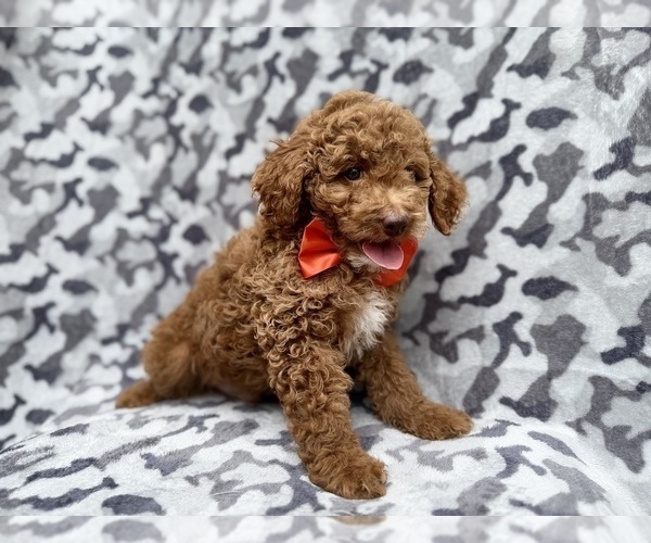 Medium Photo #7 Cock-A-Poo Puppy For Sale in LAKELAND, FL, USA