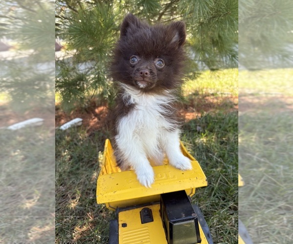 Medium Photo #1 Pomeranian Puppy For Sale in MIDDLEBURY, IN, USA