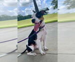 Small #1 American Pit Bull Terrier Mix