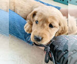 Small Photo #8 Golden Retriever Puppy For Sale in STUARTS DRAFT, VA, USA