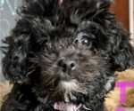 Small #12 Poodle (Toy)-ShihPoo Mix