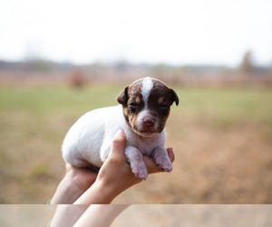 Jack-Rat Terrier Puppy for sale in LITCHFIELD, MN, USA