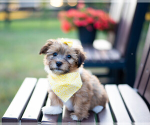 Havanese Puppy for sale in NORTH LAWRENCE, OH, USA