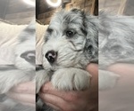 Small Photo #4 Bernedoodle-Sheepadoodle Mix Puppy For Sale in WOODSIDE, NY, USA