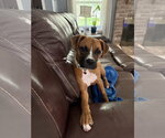 Small Boxer Mix