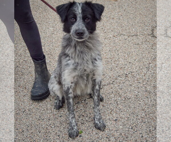 Medium Photo #3 Border-Aussie Puppy For Sale in Huntley, IL, USA