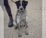 Small Photo #3 Border-Aussie Puppy For Sale in Huntley, IL, USA