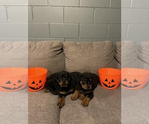 Rottweiler Puppy for sale in LINCROFT, NJ, USA