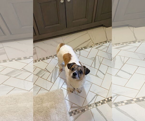Medium Photo #3 Jack Russell Terrier-Spaniel Mix Puppy For Sale in Chester, NJ, USA