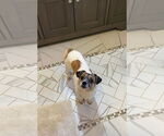 Small #2 Jack Russell Terrier-Spaniel Mix