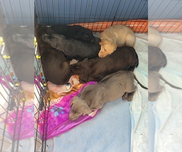 Medium Photo #9 Labrador Retriever Puppy For Sale in SHELBYVILLE, IN, USA