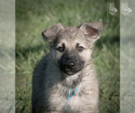 Small Photo #5 German Shepherd Dog Puppy For Sale in PALERMO, CA, USA