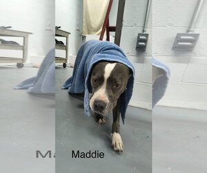 Maddie - Female American Pit Bull Terrier-Unknown Mix Dog for Adoption - Photo #3